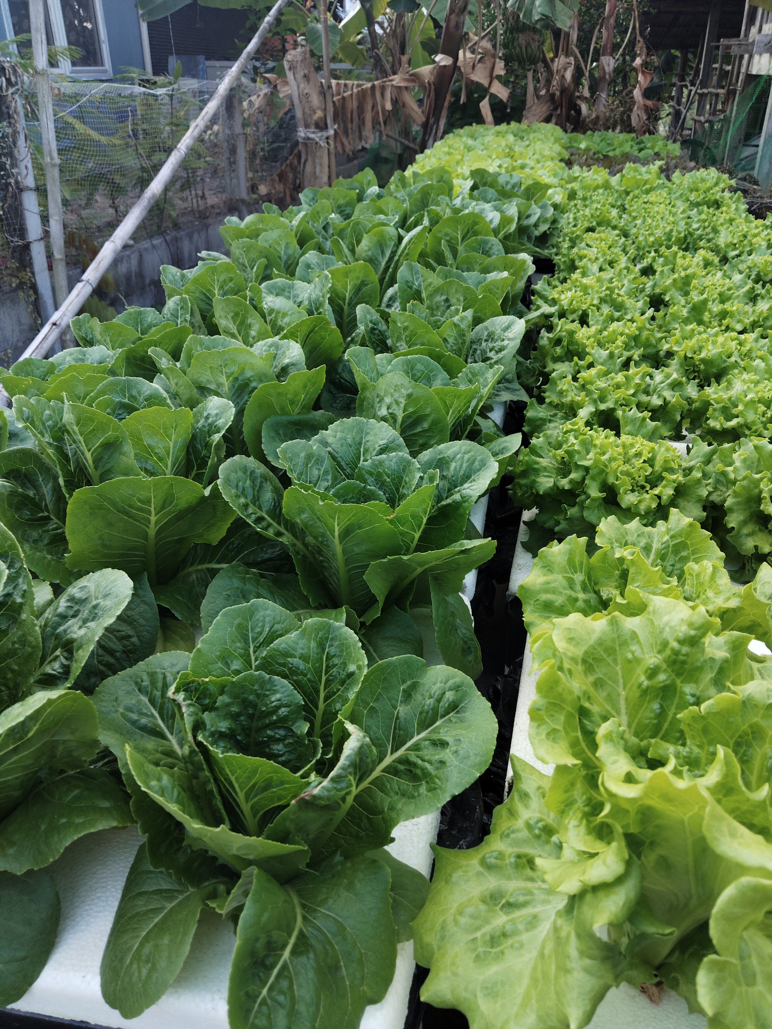 ผัดไฮโดรโปนิกส์ดอนจาน กินดีมีสุข ผักสด